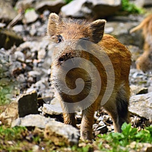 Animal - wild boar in the wild. Sus scrofa
