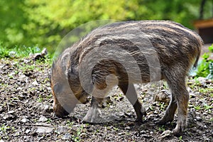 Animal - wild boar in the wild. Young bear playing in nature-forest. Sus scrofa