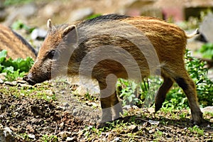 Animal - wild boar in the wild. Young bear playing in nature-forest. Sus scrofa