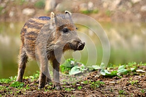 Animal - wild boar in the wild. Young bears playing in nature. Sus scrofa