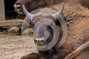 Animal wild bull lying in the aviary of the zoo