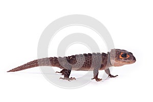 Animal wild on white background