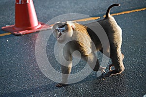 animal wildanimal monkey nature forest Wildlife