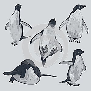 Animal Wildlife Adelie Penguin Overlapping Vector Style Set