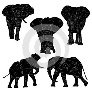 Animal Wildlife African Bush Elephant Silhouette Set Ver2