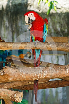 Animal,Wildlife,Macaw Parrot,Macaw, Parrot.