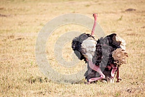 Animal wildlife. Ostriches making love. Masai Mara national park, Kenya, Africa