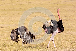 Animal wildlife. Ostriches after making love. Masai Mara national park, Kenya, Africa