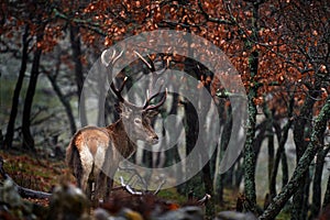 Animal wildlife. Red deer, Cervus elaphus, big animal in the nature forest habitat. Deer in the oak trees mountain, Studen