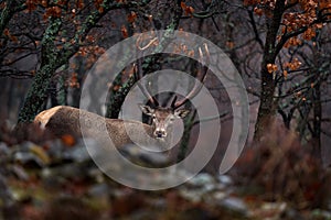 Animal wildlife. Red deer, Cervus elaphus, big animal in the nature forest habitat. Deer in the oak trees mountain, Studen