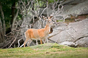 Animal Wildlife White Tailed Deer in Blue Ridge