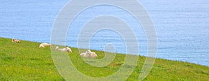 Animal wildlife in the wild concept. Herd of Sheep and Lamb peacefully live in the natural New Zealand green grass meadow field