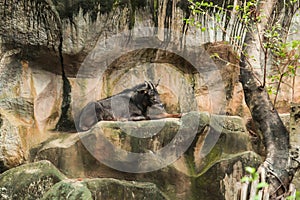 Animal Wildlife in zoo: Sumatran Serow Capricornis sumatraensis is medium-sized goat-like or antelope-like mammals of forested m