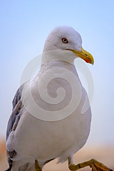 Gulls on the Sea of Marmara in Istanbul photo