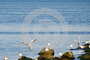 Gulls on the Sea of Marmara in Istanbul photo