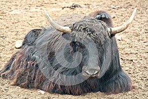 Animal Yak or Tibetan or grunting bull