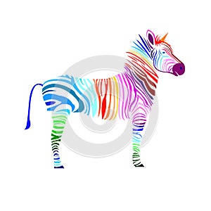 Animal zebra illustration wild mammal white black zoo str