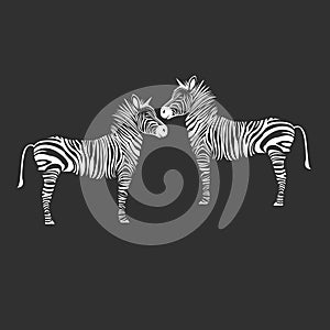 Animal zebra illustration wild mammal white black zoo str