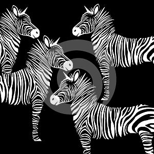 Animal zebra illustration wild mammal white black zoo str