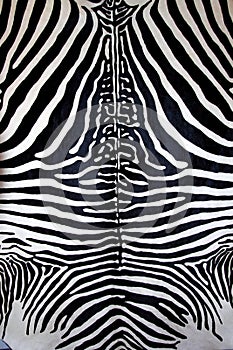 Animal zebra skin black and white fur stripes
