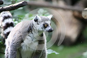 Animal at zoo Amersfoort