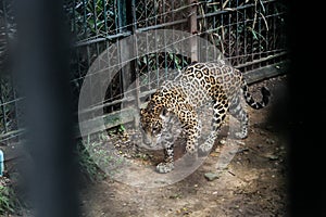 Animal in zoo captivity: Jaguar, the biggest cat in the Americas. Solitary, formidable predator animals, muscular body build, deep