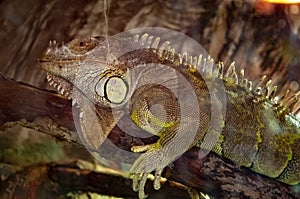 Animal in zoo. Iguana lizard reptile in zoo park. Wildlife and fauna. Iguana lizard reptile. Wild animal and wildlife. Herbivore photo