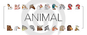 animal zoo nature wildlife icons set vector