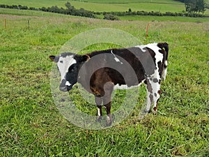 Animales de granja, vacas, Holstein, Haciendas, animales, photo
