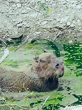 Capibara photo