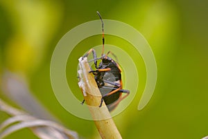 animalia insecta hemiptera familia largidae percevejo largus humilis.