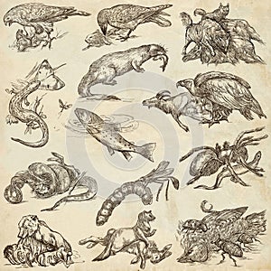 Animals in action, Predators - An hand drawn full sized illustrations. Collection on white. photo