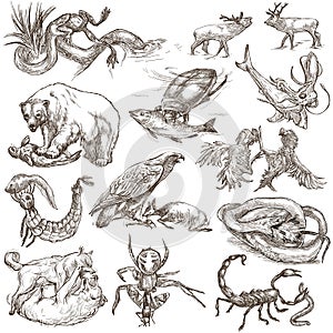 Animals in action, Predators - An hand drawn full sized illustrations. Collection on white.