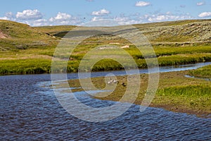 Animals ambling leisurely through a grassy meadow bordering a tranquil river