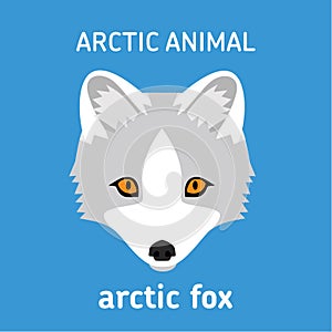 Animals of the Arctic. The head Arctic Fox.