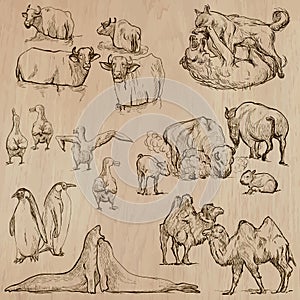 Animals around the World (part 20). Hand drawn vector pack. photo