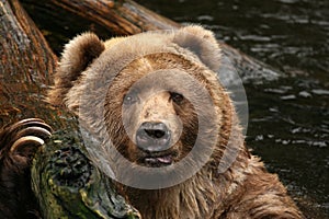 Animals: Bear looking at you