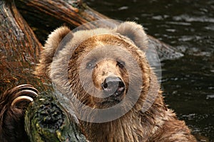 Animals: Bear in the water looking at you