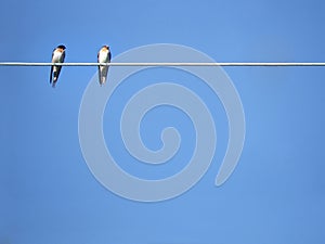 Los animales observación de aves 