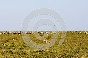 Animals and birds on savanna of Serengeti, Tanzania