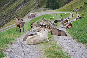 Animals Blocking Mountain Road