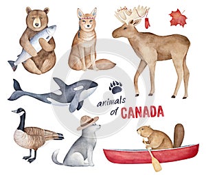 `Animals of Canada` watercolor illustration set.