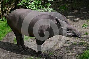 Animals in Captivity - Lowland Tapir