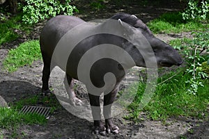 Animals in Captivity - Lowland Tapir