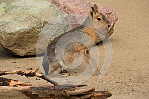 Animals in Captivity - Patagonian Mara