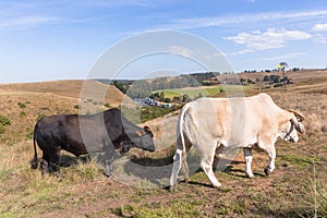 Animals Cattle Closeup Farming Landscape