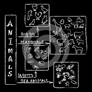 Animals Chalk Infographic
