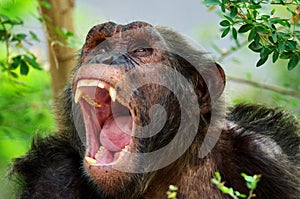 Animals chimpanzee photo