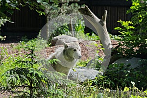 White wolf came to the edge