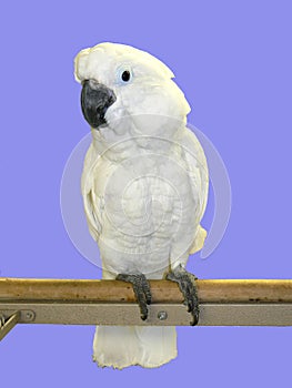 Animals: Cockatoo On Perch